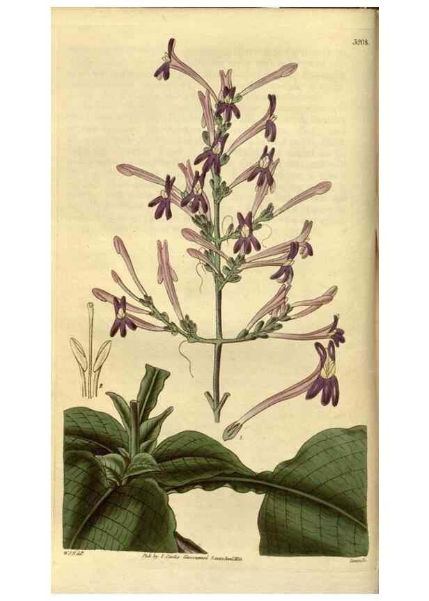 Reproducción/Reproduction 34439801353: Curtis's botanical magazine.. London ; New York [etc.] :Academic Press [etc.]