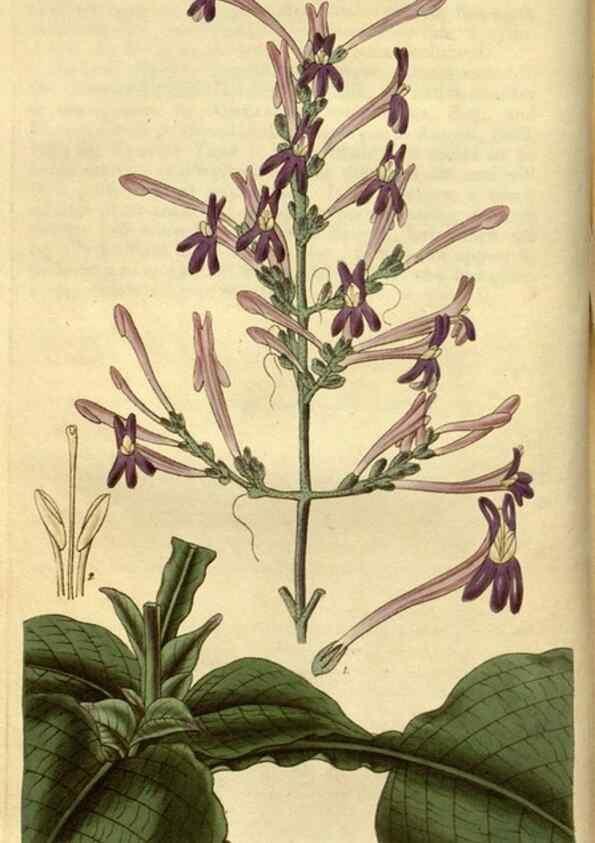 Reproducción/Reproduction 34439801353: Curtis's botanical magazine.. London ; New York [etc.] :Academic Press [etc.]