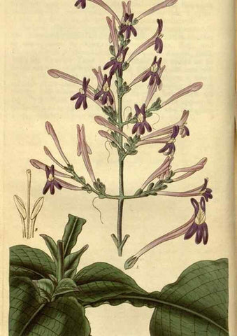 Reproducción/Reproduction 34439801353: Curtis's botanical magazine.. London ; New York [etc.] :Academic Press [etc.]