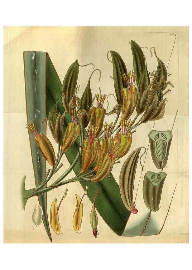 Reproducción/Reproduction 34439713113: Curtis's botanical magazine.. London ; New York [etc.] :Academic Press [etc.]