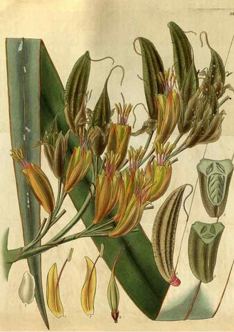 Reproducción/Reproduction 34439713113: Curtis's botanical magazine.. London ; New York [etc.] :Academic Press [etc.]