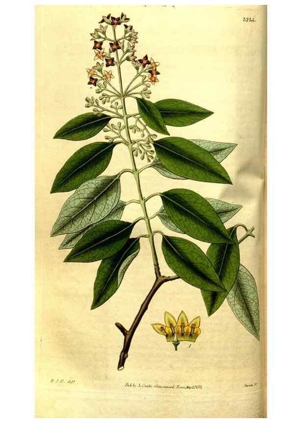 Reproducción/Reproduction 35248875755: Curtis's botanical magazine.. London ; New York [etc.] :Academic Press [etc.]