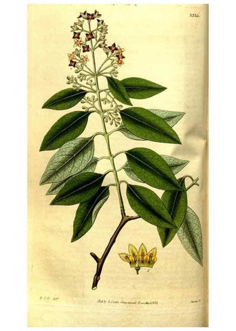 Reproducción/Reproduction 35248875755: Curtis's botanical magazine.. London ; New York [etc.] :Academic Press [etc.]