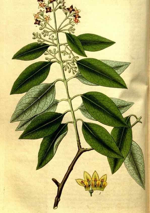Reproducción/Reproduction 35248875755: Curtis's botanical magazine.. London ; New York [etc.] :Academic Press [etc.]