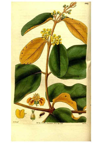 Reproducción/Reproduction 35119263201: Curtis's botanical magazine.. London ; New York [etc.] :Academic Press [etc.]