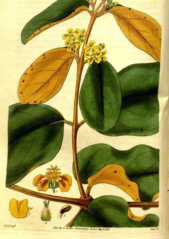 Reproducción/Reproduction 35119263201: Curtis's botanical magazine.. London ; New York [etc.] :Academic Press [etc.]
