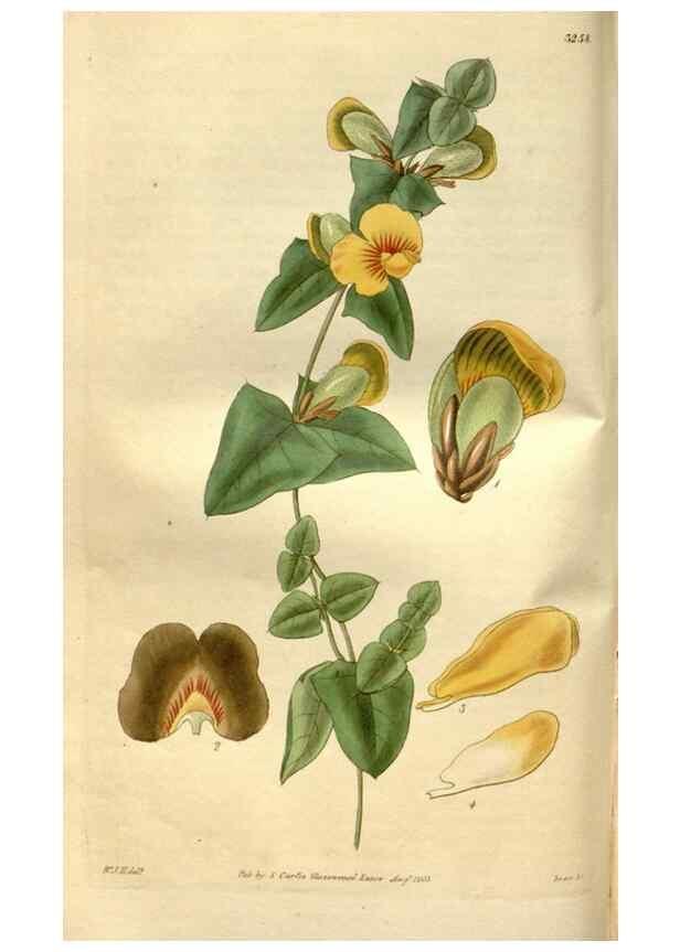 Reproducción/Reproduction 35083639172: Curtis's botanical magazine.. London ; New York [etc.] :Academic Press [etc.]