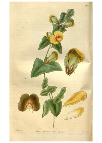 Reproducción/Reproduction 35083639172: Curtis's botanical magazine.. London ; New York [etc.] :Academic Press [etc.]