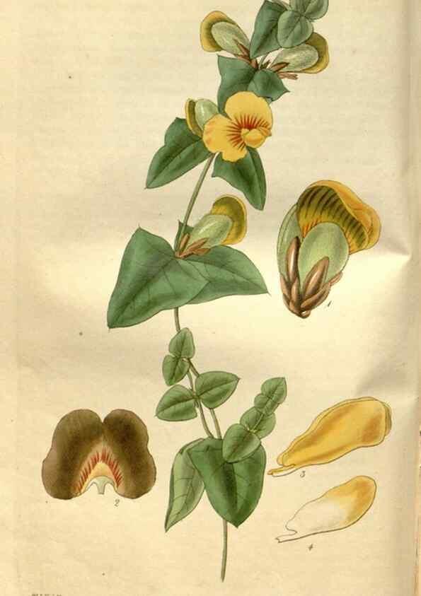 Reproducción/Reproduction 35083639172: Curtis's botanical magazine.. London ; New York [etc.] :Academic Press [etc.]