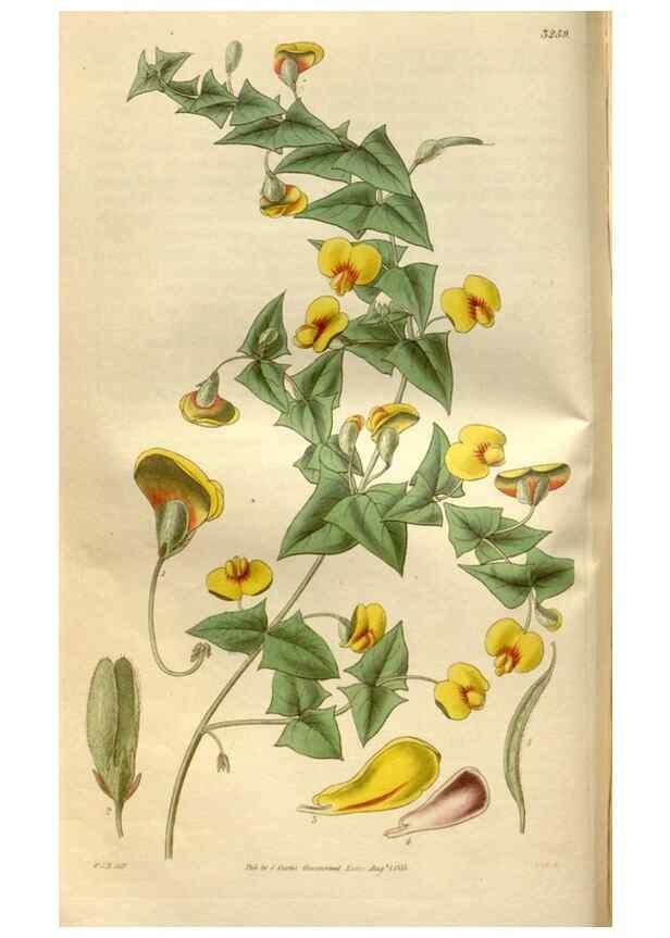Reproducción/Reproduction 35083642192: Curtis's botanical magazine.. London ; New York [etc.] :Academic Press [etc.]