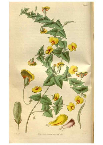 Reproducción/Reproduction 35083642192: Curtis's botanical magazine.. London ; New York [etc.] :Academic Press [etc.]