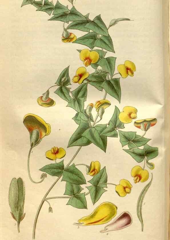 Reproducción/Reproduction 35083642192: Curtis's botanical magazine.. London ; New York [etc.] :Academic Press [etc.]