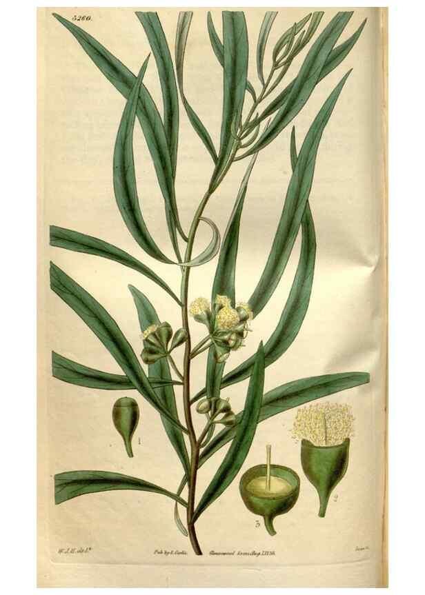 Reproducción/Reproduction 34405012994: Curtis's botanical magazine.. London ; New York [etc.] :Academic Press [etc.]