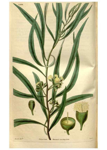Reproducción/Reproduction 34405012994: Curtis's botanical magazine.. London ; New York [etc.] :Academic Press [etc.]