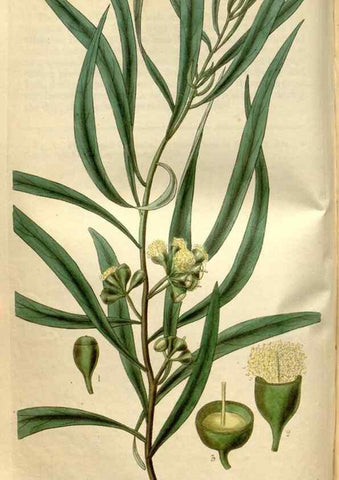 Reproducción/Reproduction 34405012994: Curtis's botanical magazine.. London ; New York [etc.] :Academic Press [etc.]