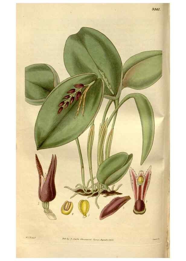 Reproducción/Reproduction 35083649352: Curtis's botanical magazine.. London ; New York [etc.] :Academic Press [etc.]