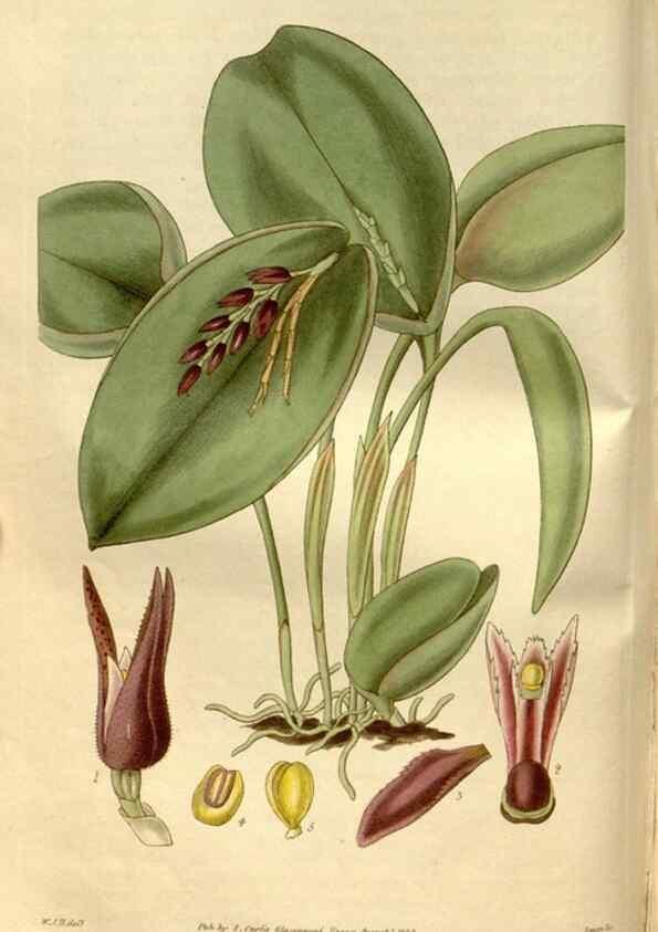 Reproducción/Reproduction 35083649352: Curtis's botanical magazine.. London ; New York [etc.] :Academic Press [etc.]