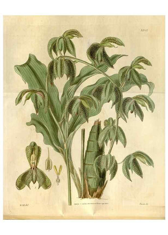 Reproducción/Reproduction 34405019254: Curtis's botanical magazine.. London ; New York [etc.] :Academic Press [etc.]