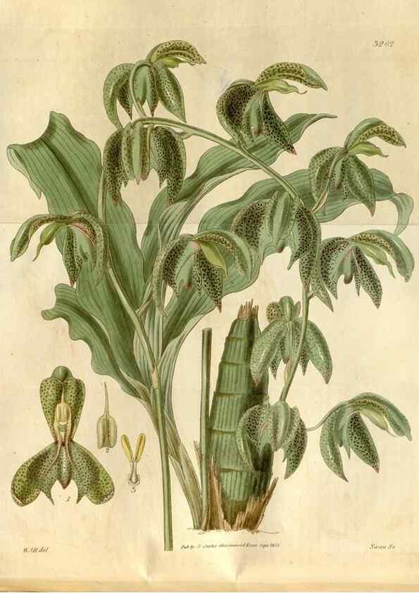 Reproducción/Reproduction 34405019254: Curtis's botanical magazine.. London ; New York [etc.] :Academic Press [etc.]