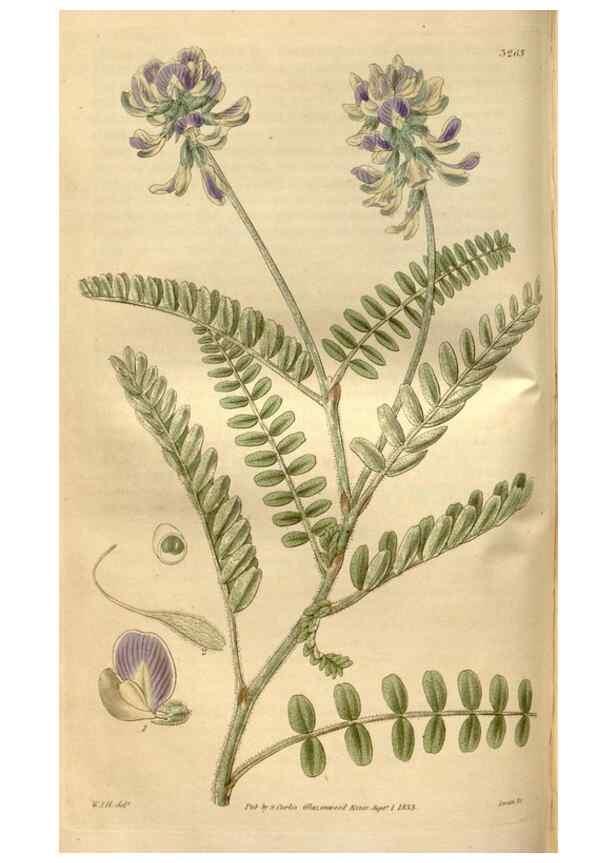 Reproducción/Reproduction 34405022764: Curtis's botanical magazine.. London ; New York [etc.] :Academic Press [etc.]