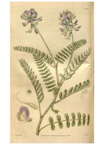 Reproducción/Reproduction 34405022764: Curtis's botanical magazine.. London ; New York [etc.] :Academic Press [etc.]
