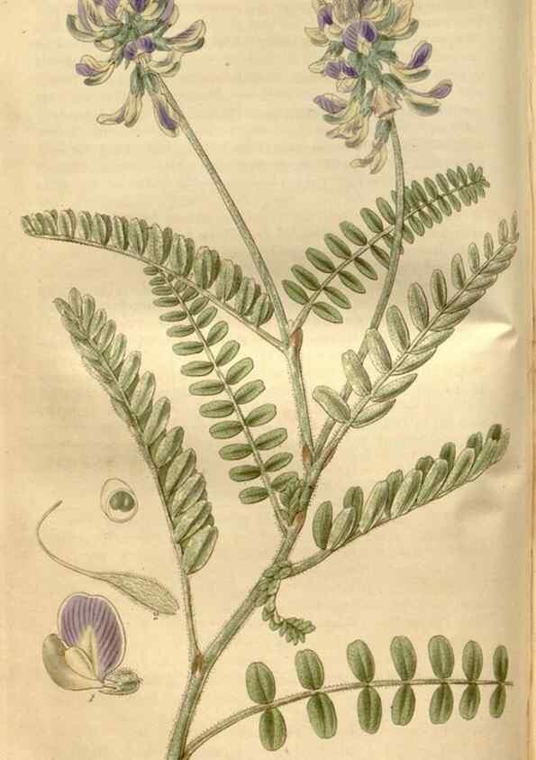 Reproducción/Reproduction 34405022764: Curtis's botanical magazine.. London ; New York [etc.] :Academic Press [etc.]