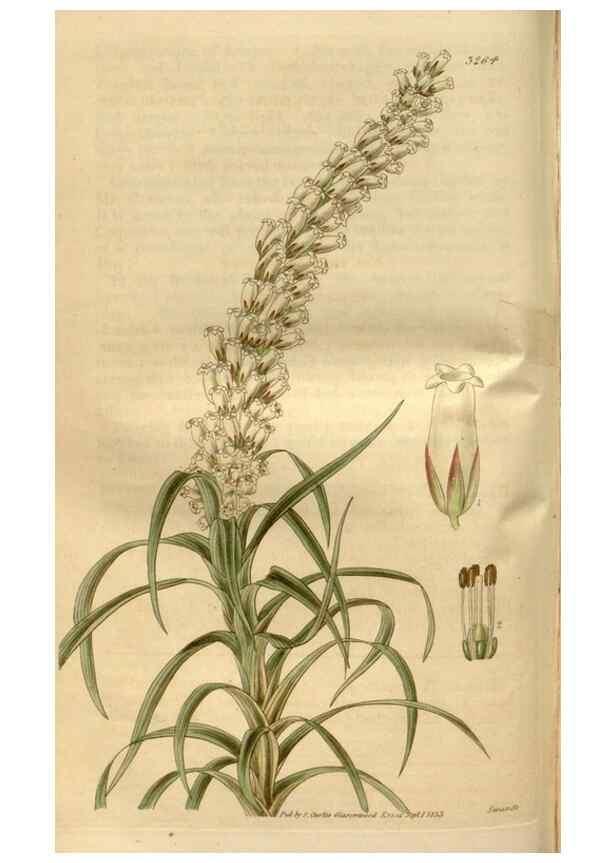 Reproducción/Reproduction 34405026294: Curtis's botanical magazine.. London ; New York [etc.] :Academic Press [etc.]