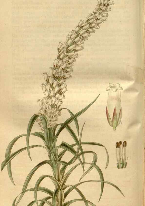 Reproducción/Reproduction 34405026294: Curtis's botanical magazine.. London ; New York [etc.] :Academic Press [etc.]