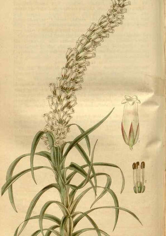 Reproducción/Reproduction 34405026294: Curtis's botanical magazine.. London ; New York [etc.] :Academic Press [etc.]
