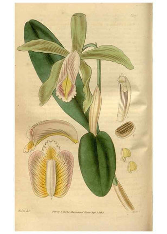 Reproducción/Reproduction 34861933100: Curtis's botanical magazine.. London ; New York [etc.] :Academic Press [etc.]