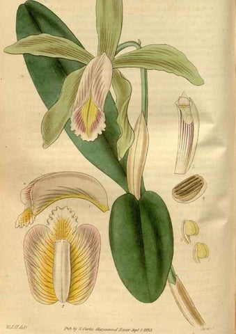 Reproducción/Reproduction 34861933100: Curtis's botanical magazine.. London ; New York [etc.] :Academic Press [etc.]