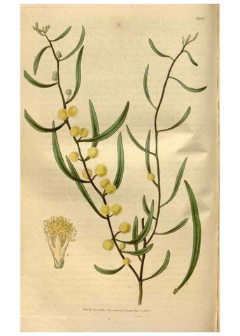 Reproducción/Reproduction 34439919213: Curtis's botanical magazine.. London ; New York [etc.] :Academic Press [etc.]