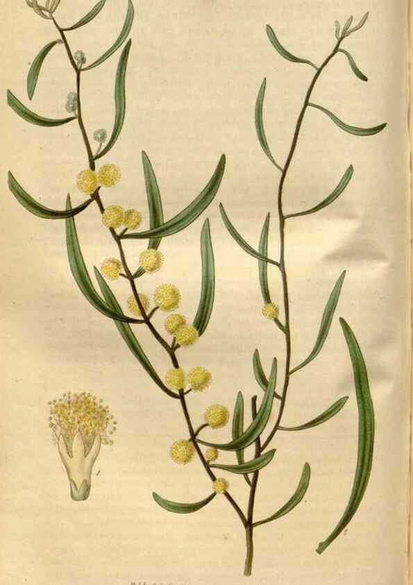Reproducción/Reproduction 34439919213: Curtis's botanical magazine.. London ; New York [etc.] :Academic Press [etc.]
