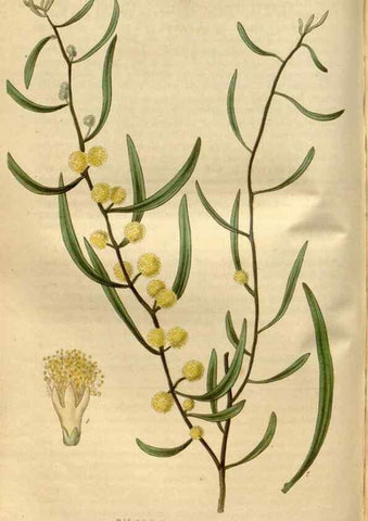 Reproducción/Reproduction 34439919213: Curtis's botanical magazine.. London ; New York [etc.] :Academic Press [etc.]