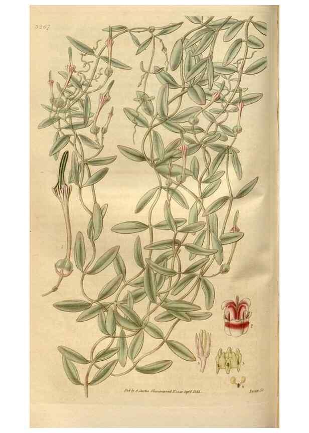 Reproducción/Reproduction 34439921763: Curtis's botanical magazine.. London ; New York [etc.] :Academic Press [etc.]