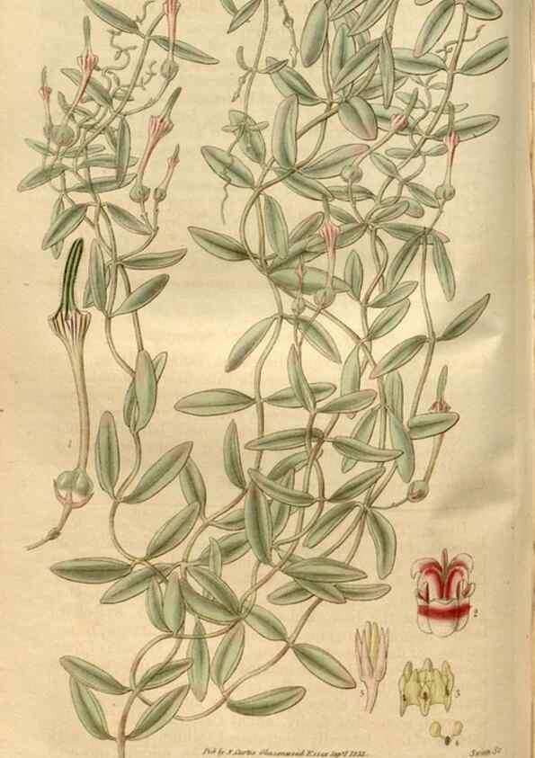 Reproducción/Reproduction 34439921763: Curtis's botanical magazine.. London ; New York [etc.] :Academic Press [etc.]