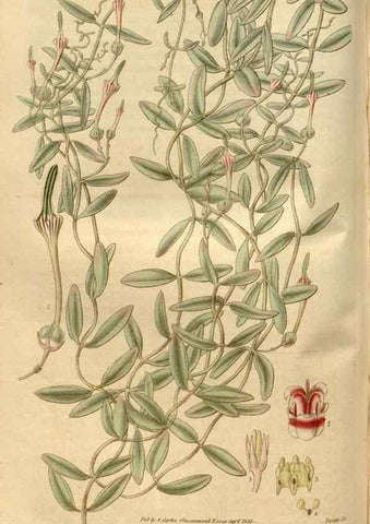 Reproducción/Reproduction 34439921763: Curtis's botanical magazine.. London ; New York [etc.] :Academic Press [etc.]