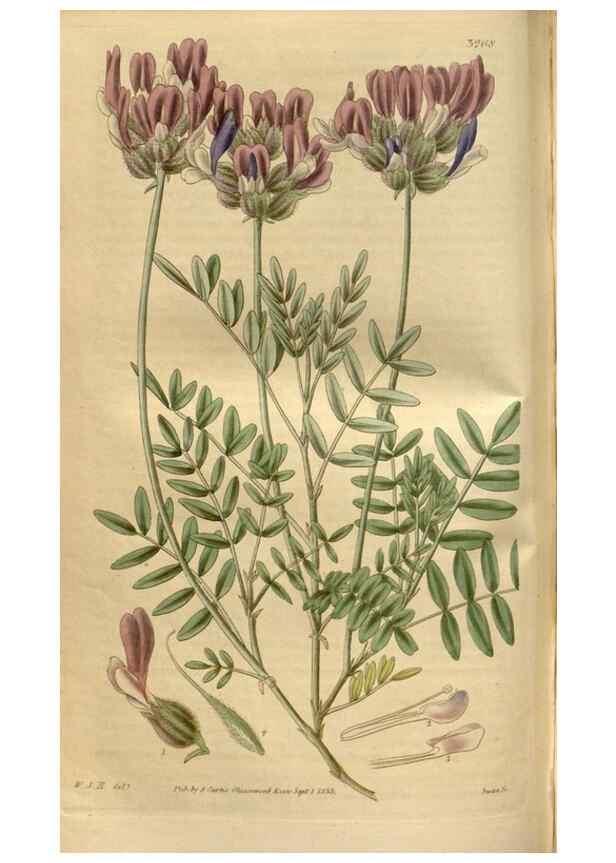 Reproducción/Reproduction 34439924023: Curtis's botanical magazine.. London ; New York [etc.] :Academic Press [etc.]