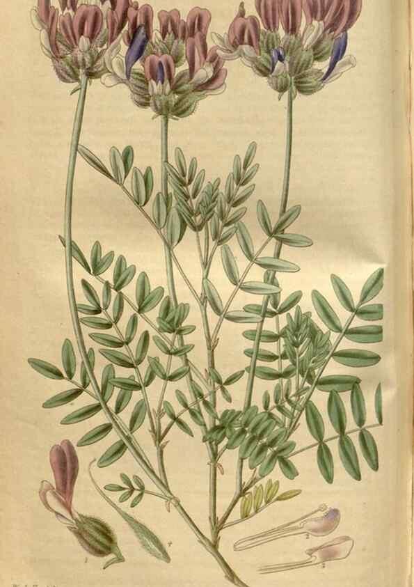 Reproducción/Reproduction 34439924023: Curtis's botanical magazine.. London ; New York [etc.] :Academic Press [etc.]