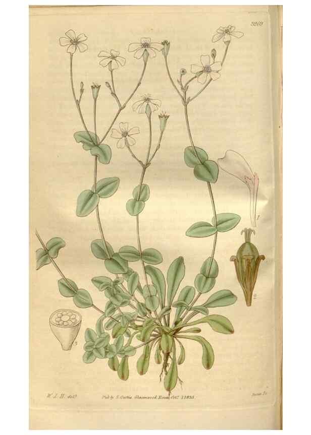 Reproducción/Reproduction 34439926413: Curtis's botanical magazine.. London ; New York [etc.] :Academic Press [etc.]