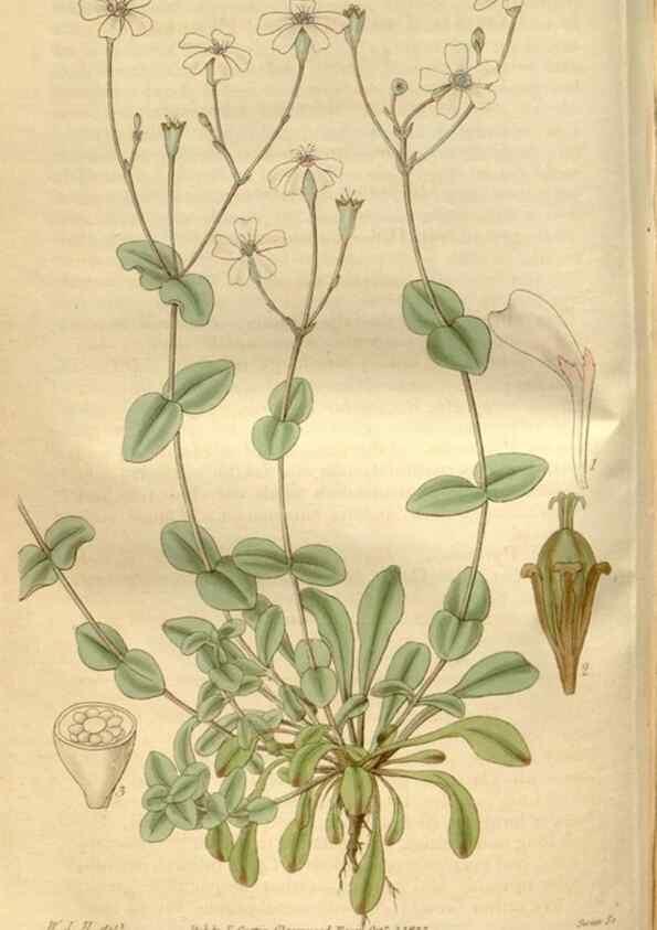 Reproducción/Reproduction 34439926413: Curtis's botanical magazine.. London ; New York [etc.] :Academic Press [etc.]