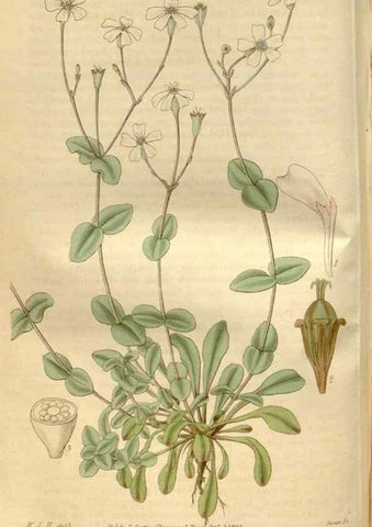 Reproducción/Reproduction 34439926413: Curtis's botanical magazine.. London ; New York [etc.] :Academic Press [etc.]