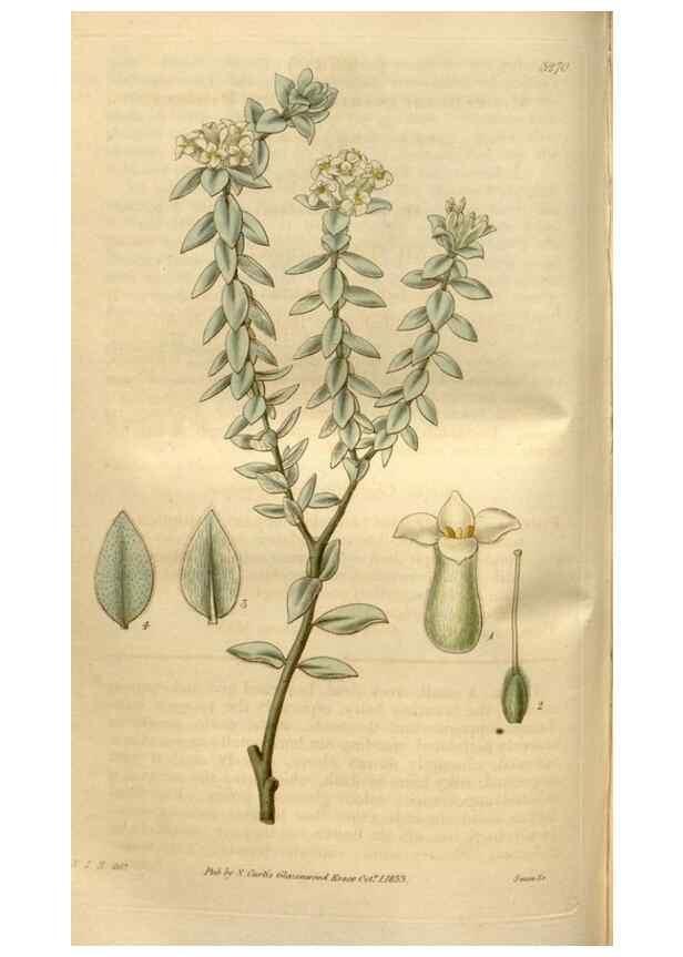 Reproducción/Reproduction 34439928993: Curtis's botanical magazine.. London ; New York [etc.] :Academic Press [etc.]