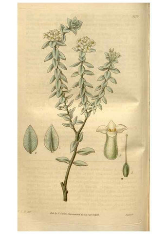 Reproducción/Reproduction 34439928993: Curtis's botanical magazine.. London ; New York [etc.] :Academic Press [etc.]