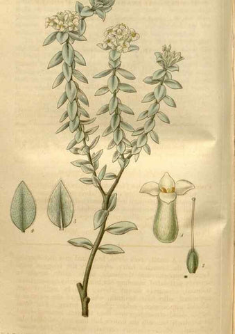Reproducción/Reproduction 34439928993: Curtis's botanical magazine.. London ; New York [etc.] :Academic Press [etc.]