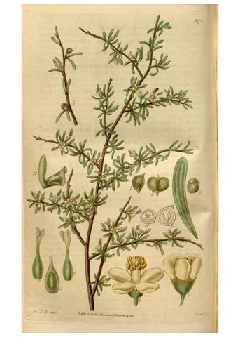 Reproducción/Reproduction 34439931763: Curtis's botanical magazine.. London ; New York [etc.] :Academic Press [etc.]