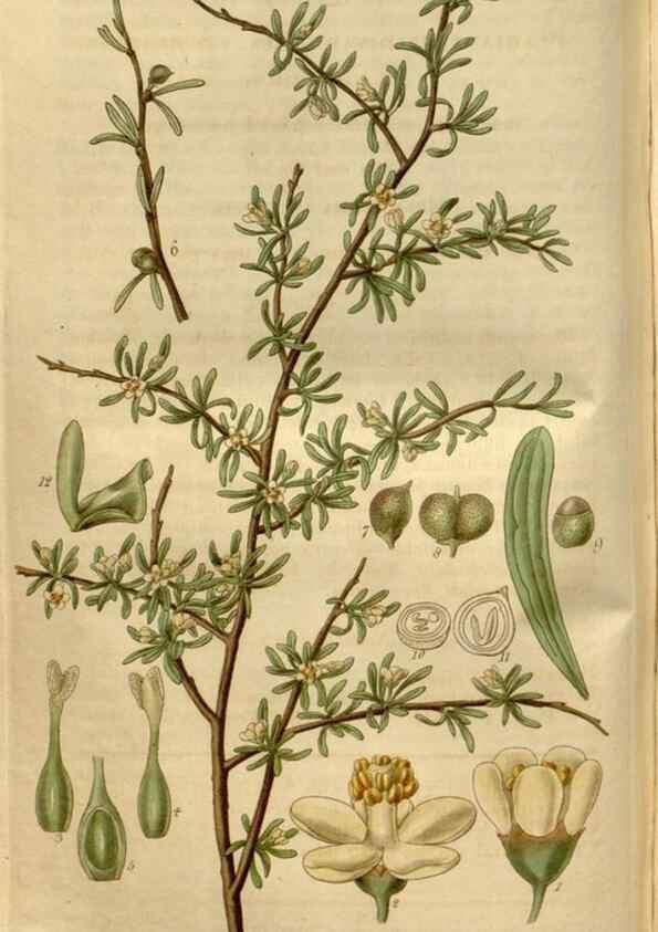 Reproducción/Reproduction 34439931763: Curtis's botanical magazine.. London ; New York [etc.] :Academic Press [etc.]