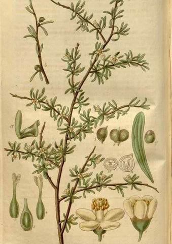 Reproducción/Reproduction 34439931763: Curtis's botanical magazine.. London ; New York [etc.] :Academic Press [etc.]