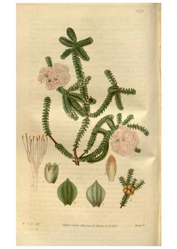 Reproducción/Reproduction 34439933873: Curtis's botanical magazine.. London ; New York [etc.] :Academic Press [etc.]