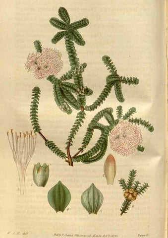 Reproducción/Reproduction 34439933873: Curtis's botanical magazine.. London ; New York [etc.] :Academic Press [etc.]